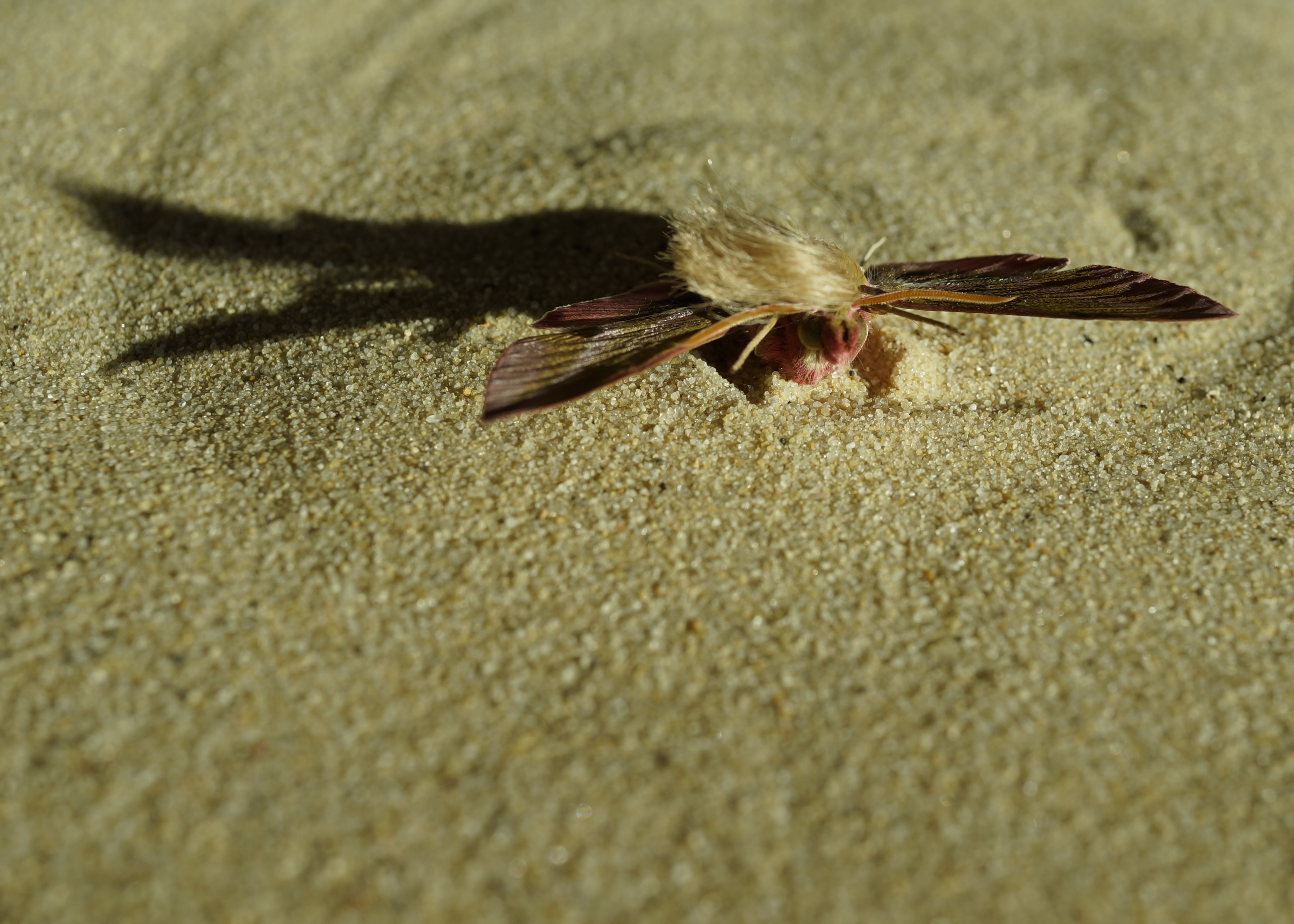 Neopalpa donaldtrumpi image 1