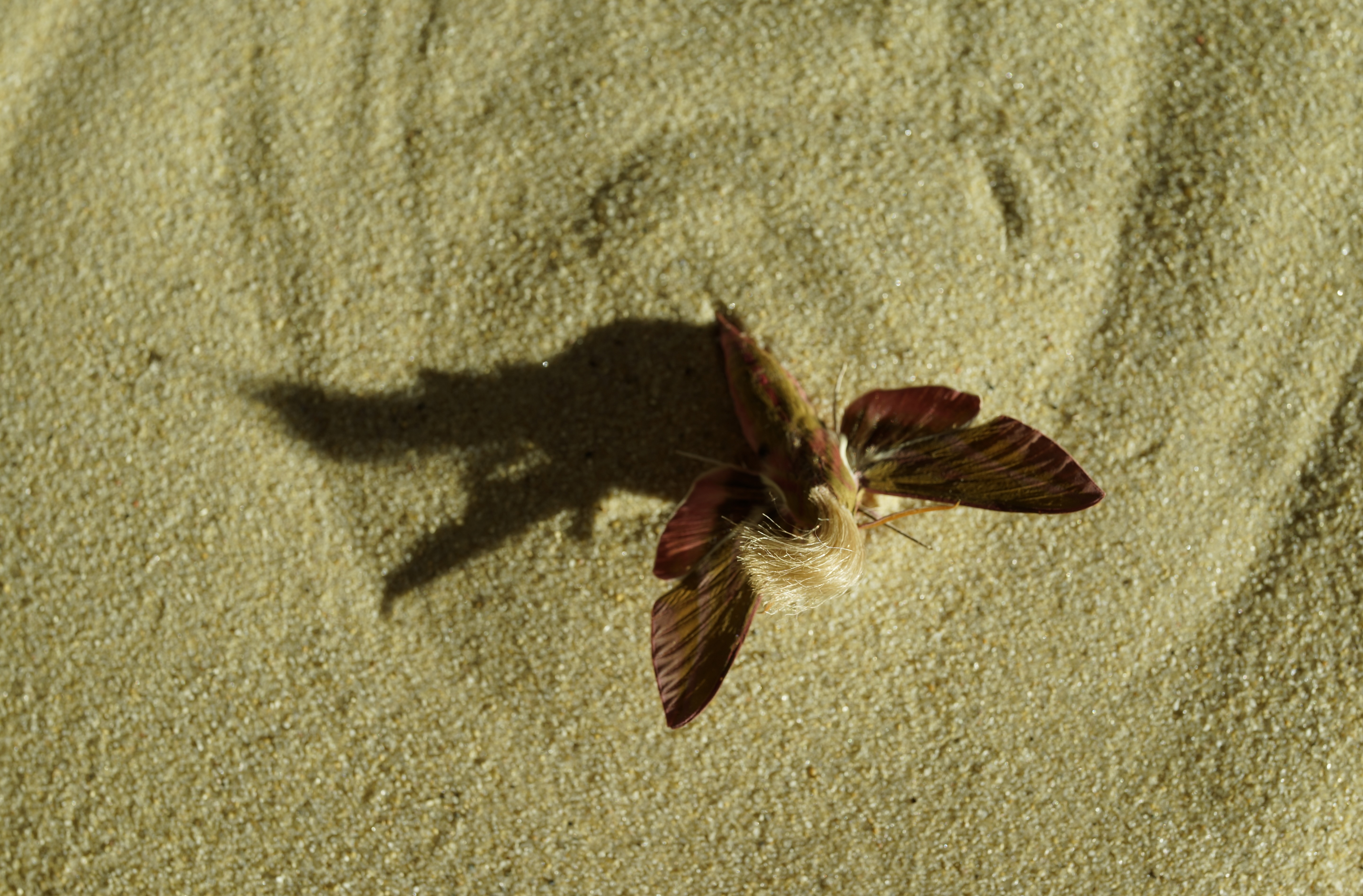Neopalpa donaldtrumpi image 2